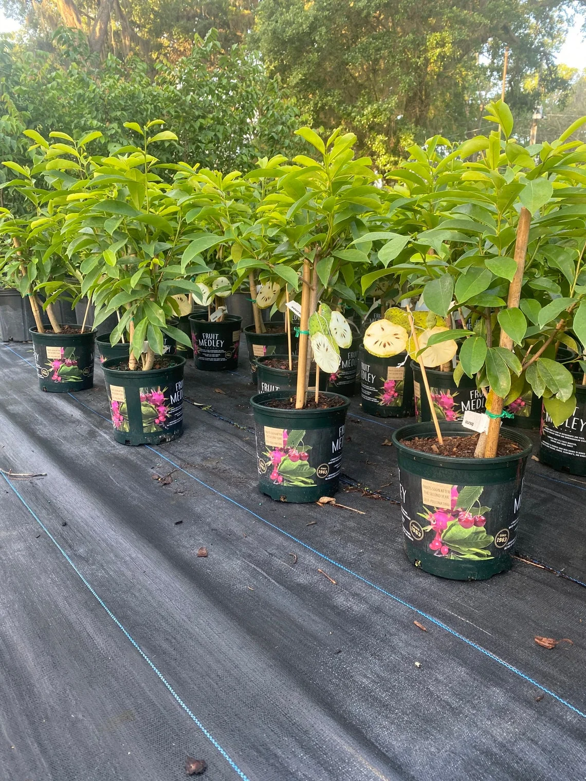 Soursop 'Guanabana' TREE. Ships free to all states in 3 gallons pot. - Image 4