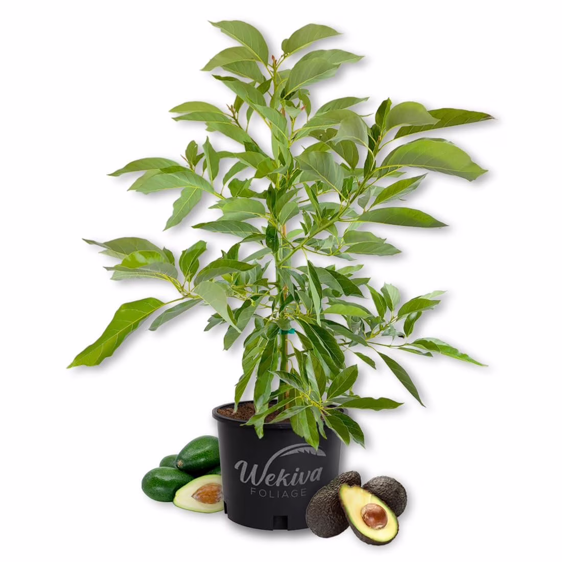 Brogdon Avocado Tree - Grafted - Live Plant in a 3 Gallon Growers Pot - Persea Americana - Beautiful Edible Fruit Bearing Tree for Patio and Garden(Willie)