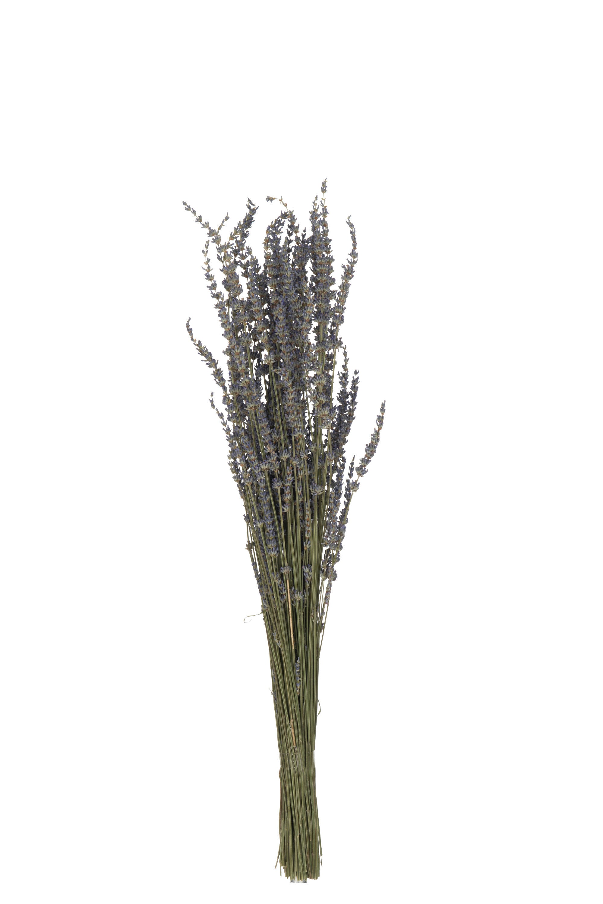 J-Line droogbloemen - Bundel Gedroogde Lavendel - riet - paa