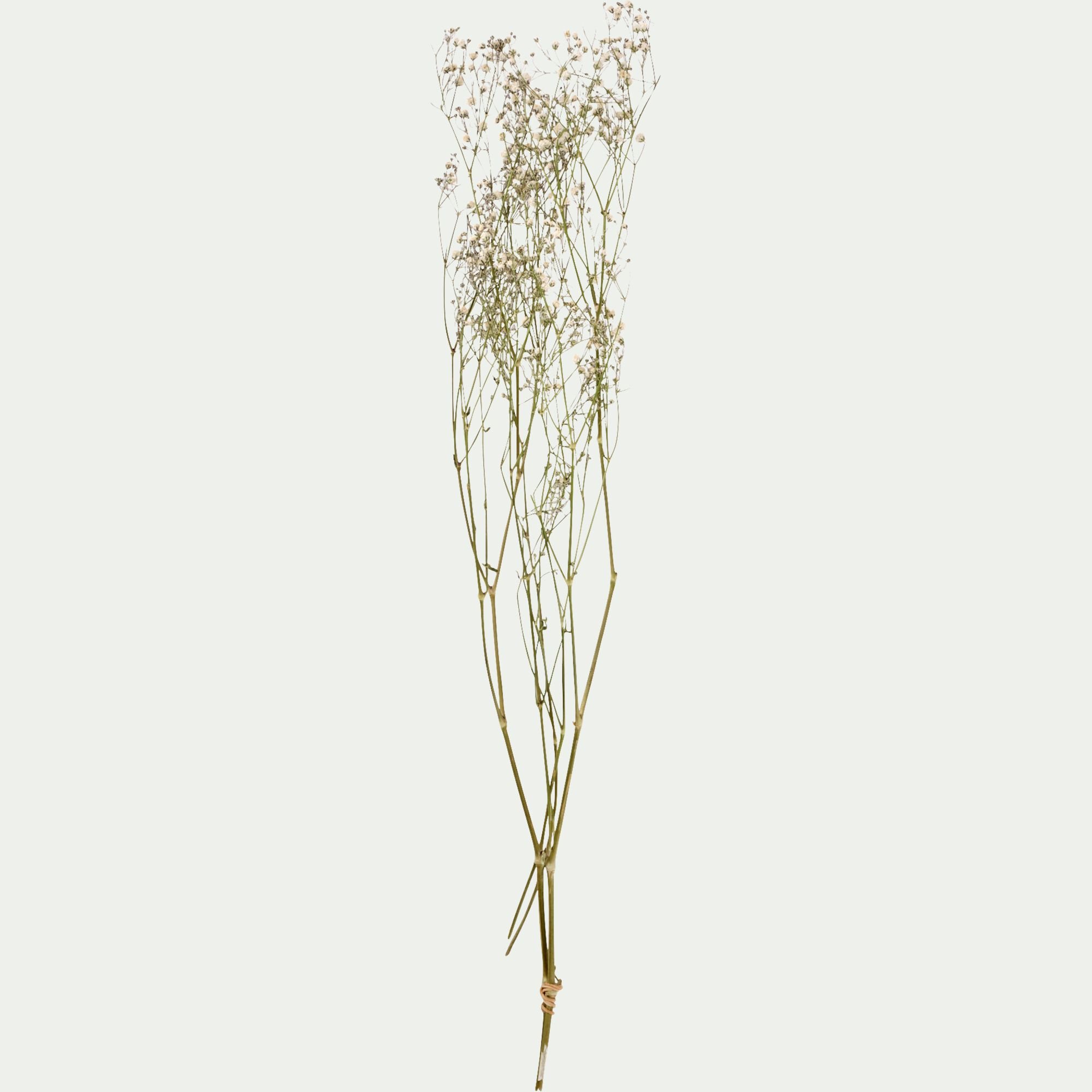 FLORALIE - Botte de gypsophiles séchées 50cm - blanc
