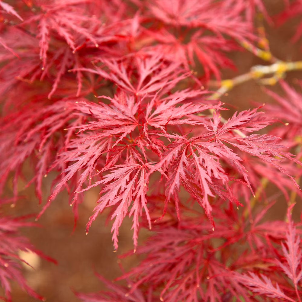 Brighter Blooms - Red Dragon Japanese Maple Tree, 1-2 ft. - No Shipping To AZ - Image 2